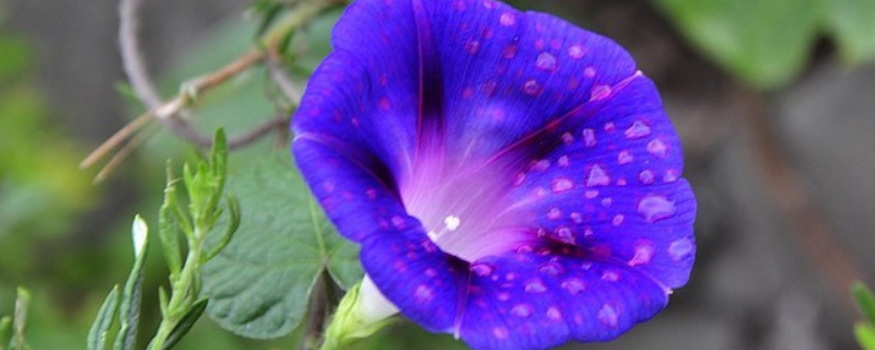 牵牛花夏天多久浇一次水 冬季牵牛花多久浇水一次