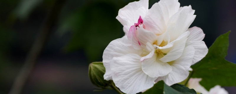 芙蓉花怎样培植幼苗 芙蓉花怎么育苗