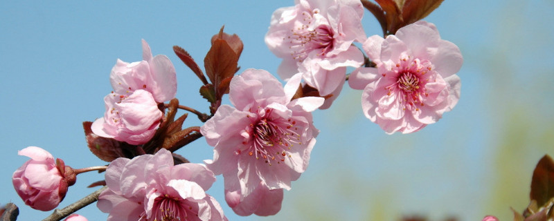 樱花和梅花的区别 樱花和梅花是一种花吗