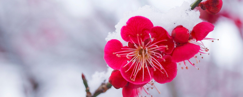 梅花的雅称 梅花的雅称绰号别名