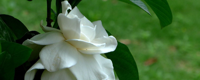 栀子花什么时候开花 野生栀子花什么时候开花