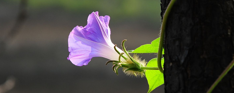 牵牛花如何快速生长（牵牛花怎样开花）