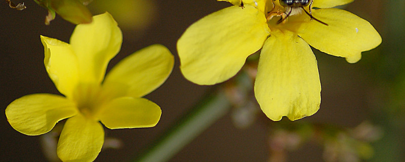 迎春花只有根没干怎么办（迎春花没根能活吗）