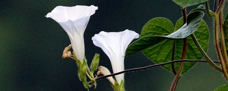 牵牛花叶子黄了有虫怎么办 牵牛花叶子发黄怎么办