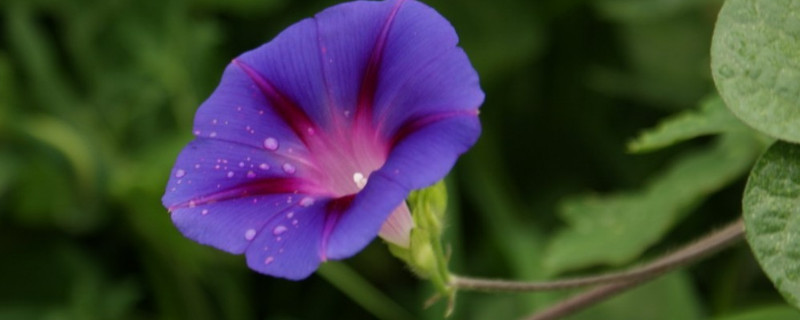 牵牛花冬天在室内种可行吗（牵牛花可以室内种植吗）