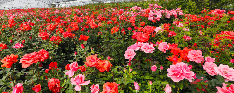 月季花怎么修剪（月季花怎么修剪才能多开花）