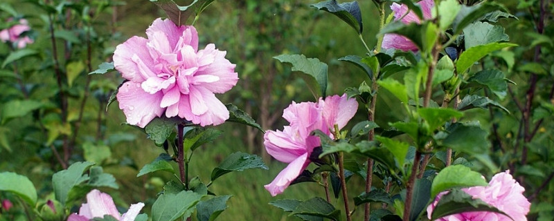 芙蓉花根部蔫倒伏什么原因（芙蓉花叶子蔫了是怎么回事）