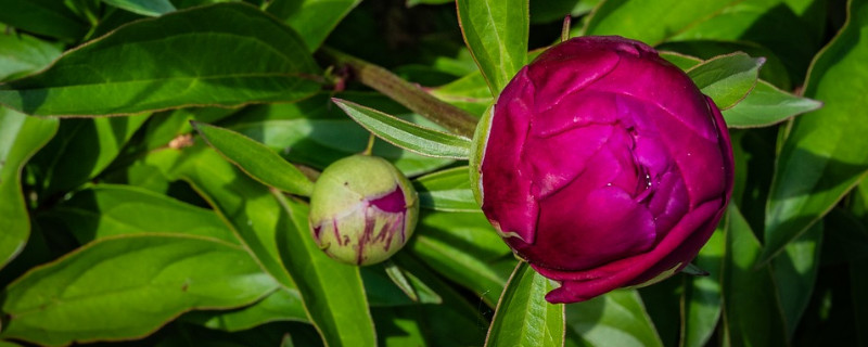 牡丹花夏天干枯还能发芽吗（牡丹花枯枝冬天会发芽）