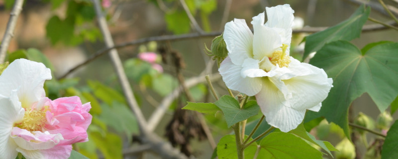 芙蓉花叶子长斑是怎么回事（芙蓉花叶子长斑怎么办）