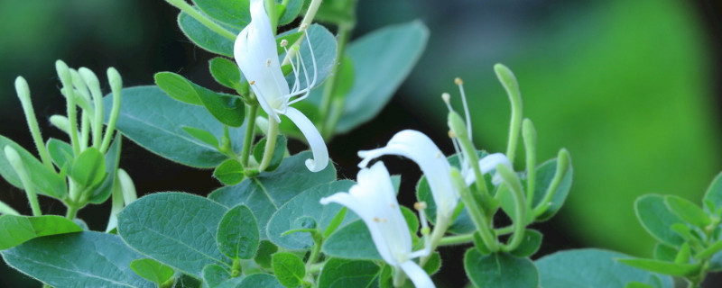 金银花秋季养殖方法 金银花家养种植方法