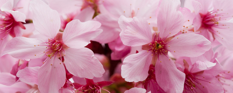 樱花春夏秋冬的变化（樱花在春天的变化）