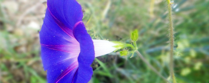 牵牛花种子可以放水里种吗 牵牛花怎么留种子