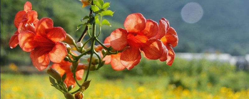 盆栽凌霄花怎样过冬 地栽凌霄花怎么过冬天