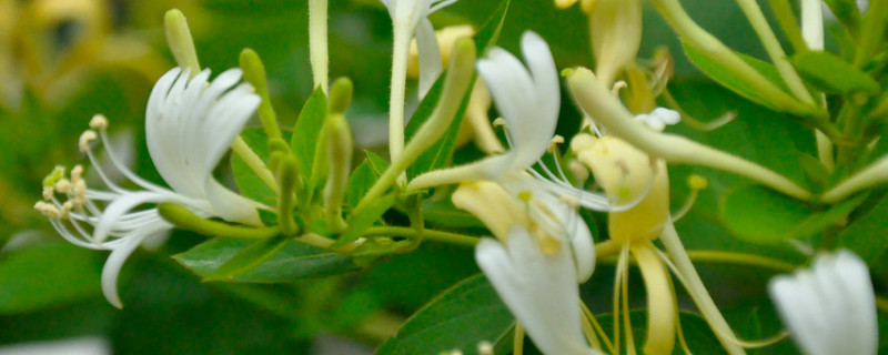 金银花春季怎样抹芽（金银花春季怎样掰芽）