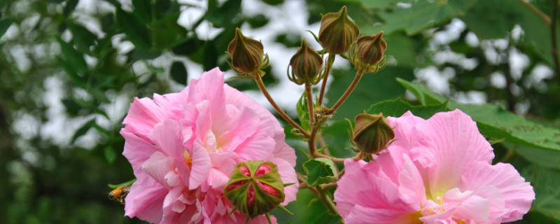 芙蓉花根部是露在花盆外的吗（芙蓉花的根茎）