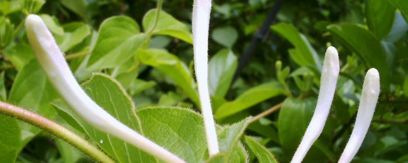 金银花能水培吗（金银花能水培吗?）