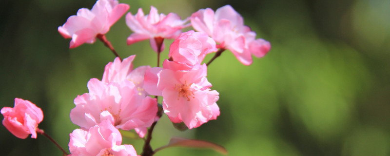 樱花冬天开吗（樱花冬季开吗）