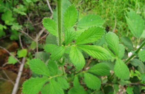 仙鹤草种类图片大全（仙鹤草有几种）