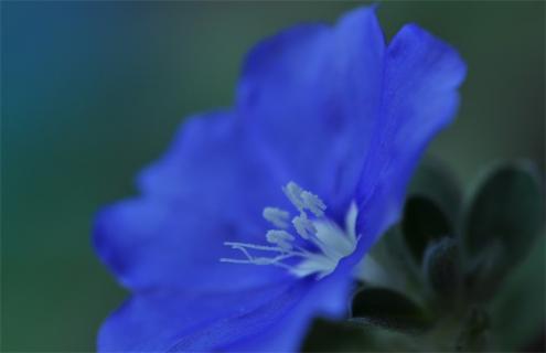 蓝星花简介及图片大全（星蓝花 百度百科）