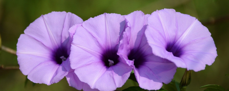 牵牛花介绍（垂钓牵牛花介绍）