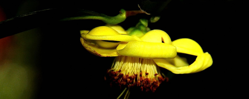 茶花春季养护注意事项（春季茶花怎么养护）