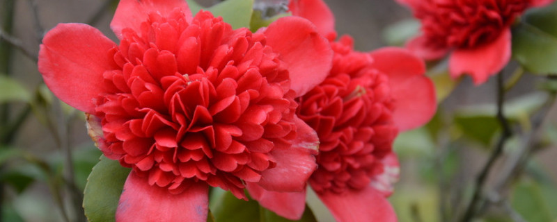 茶花怕冻吗（四季茶花怕冻吗）