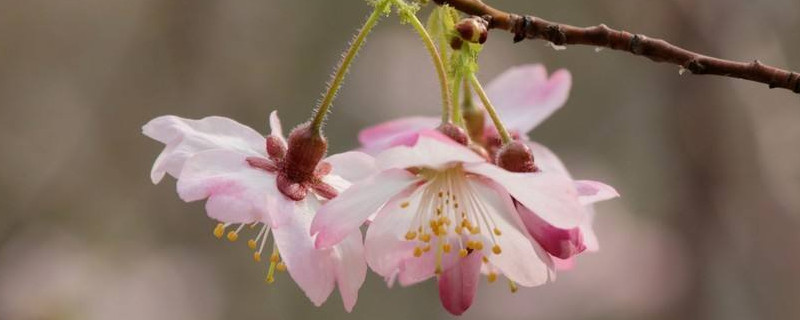 樱花冬天是什么样子（樱花树冬天是什么样子的）