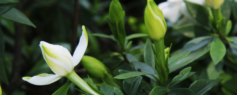 栀子花夏天可以移植吗 栀子花夏季能移栽吗