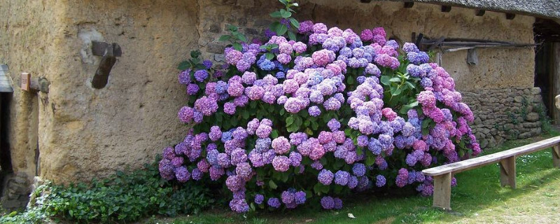 绣球花秋冬季节怎么养护 绣球花秋天的养殖方法和注意事项