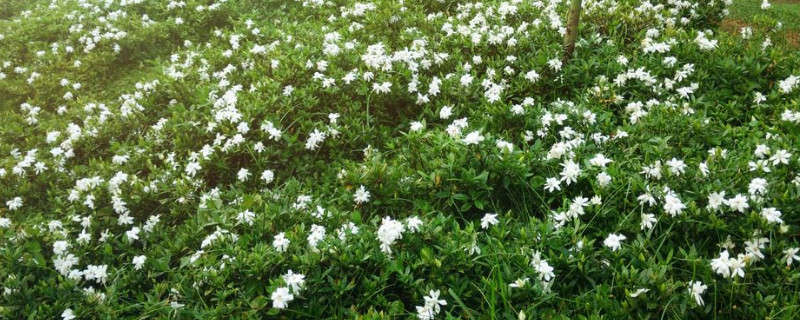 栀子花会落叶吗 栀子花会落叶吗冬天