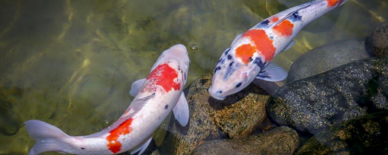 怎么让锦鲤胆子变大 怎么锻炼锦鲤的胆量