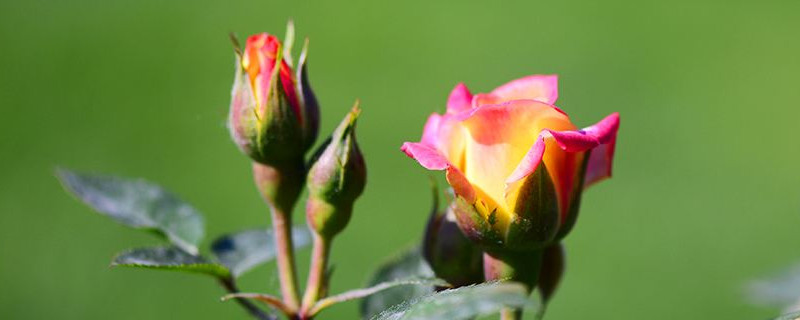 月季花苞垂头挽救方法 月季花苞垂头怎么回事