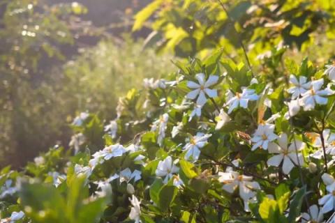 栀子花怎么养才能开花