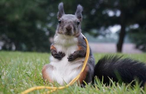 魔王松鼠怎么养 30天的魔王松鼠怎么养