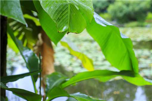 芭蕉的功效与作用是什么 芭蕉的功效与作用是什么样的