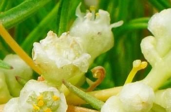 菟丝子_神农本草经百种录 菟丝子 本草