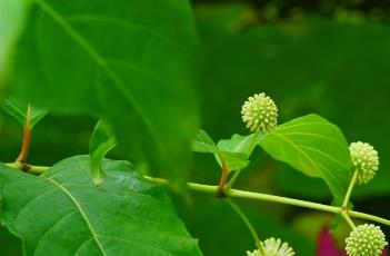 风箱树叶（风箱树叶什么季节采收）