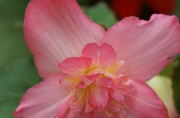 球根海棠 球根海棠的养殖方法和注意事项