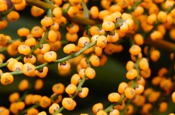 袖珍椰子 袖珍椰子喜阴还是喜阳