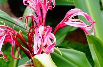 文殊兰 文殊兰的养殖方法和注意事项