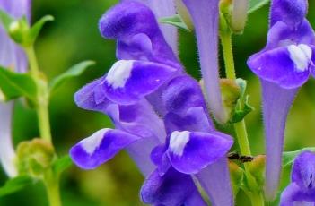 黄芩_本草新编 黄芩 本草