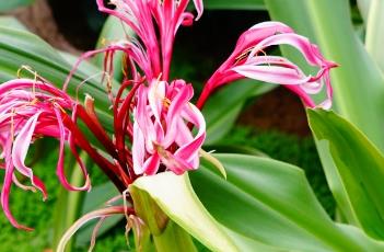 西南文殊兰 西南文殊兰养殖方法