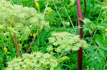 白芷_本草新编（白芷本草经）