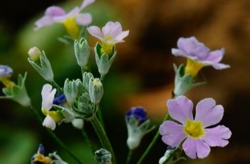 报春花（报春花是多年生还是一年生植物）