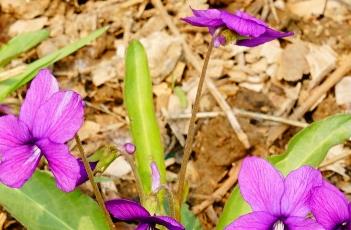 紫花地丁 紫花地丁图片