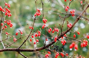 山茱萸_本草思辨录 历代本草药性汇解山茱萸