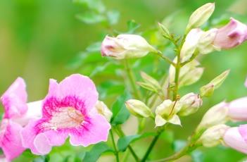 非洲凌霄 非洲凌霄花和凌霄花的区别