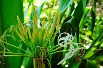 文殊兰（文殊兰图片）