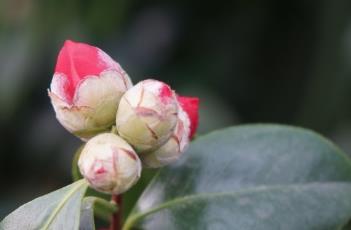 山茶（山茶花的花语和寓意）