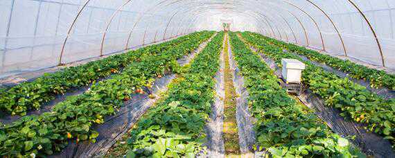 钢管大棚搭建方法（钢管大棚搭建方法沈阳新民市）